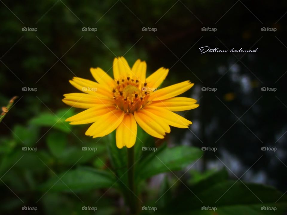 Singapore drusy sunflower