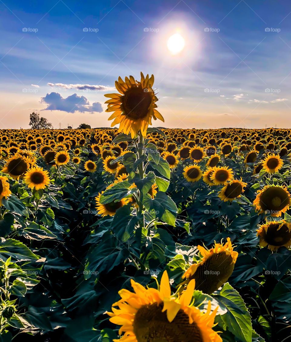 Field of sunflowers 