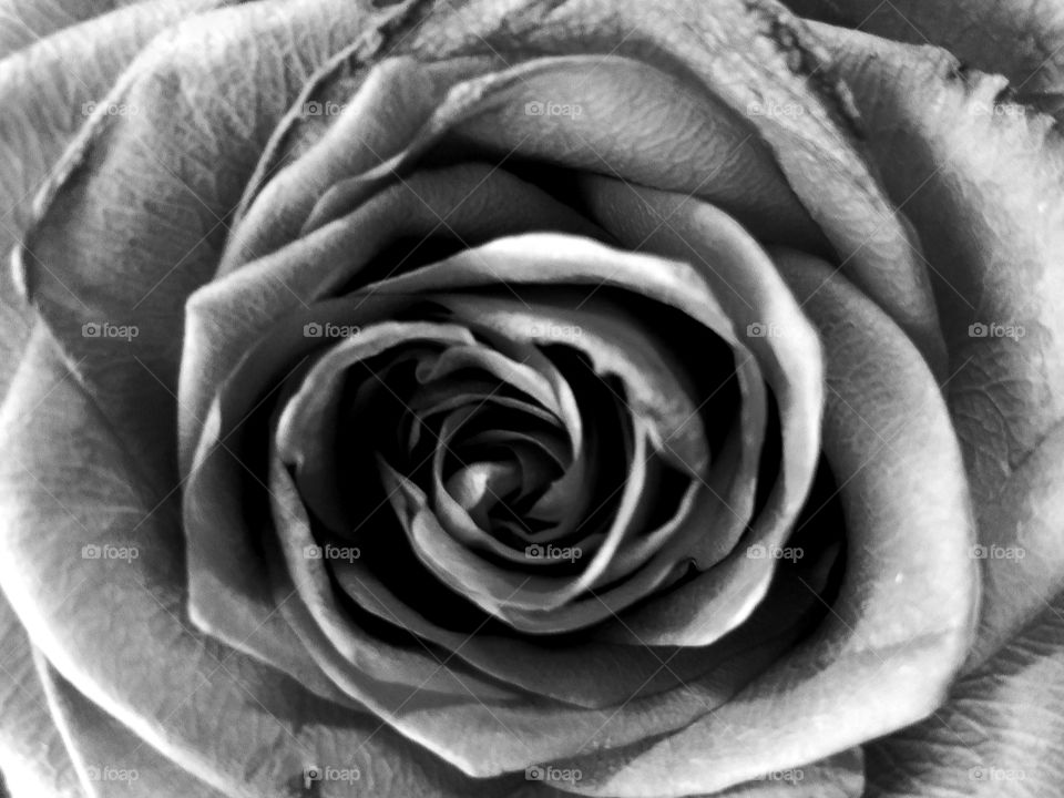 Rose ( classic black and white)