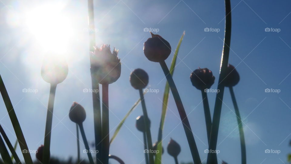 Chives in the light