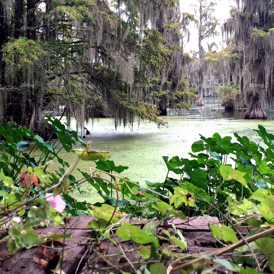 Green pond