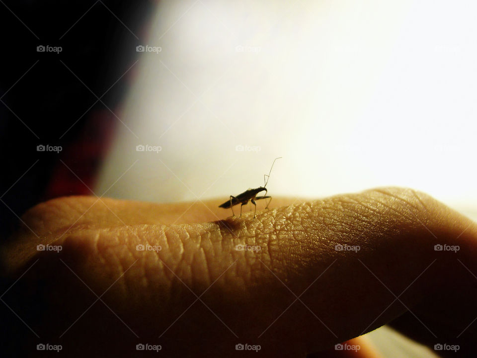 Damsel bug on hand
