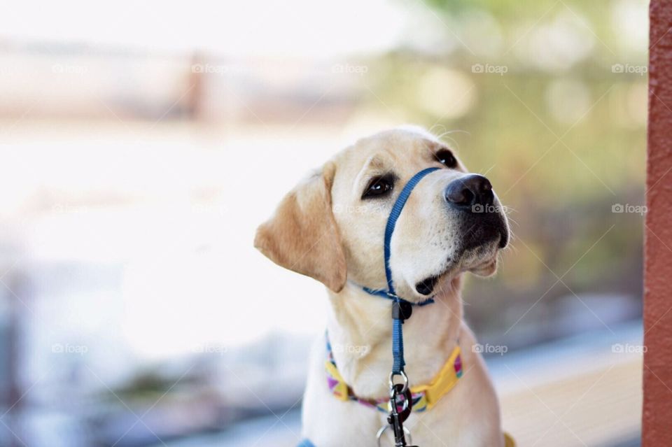 Service dog in training Labrador 