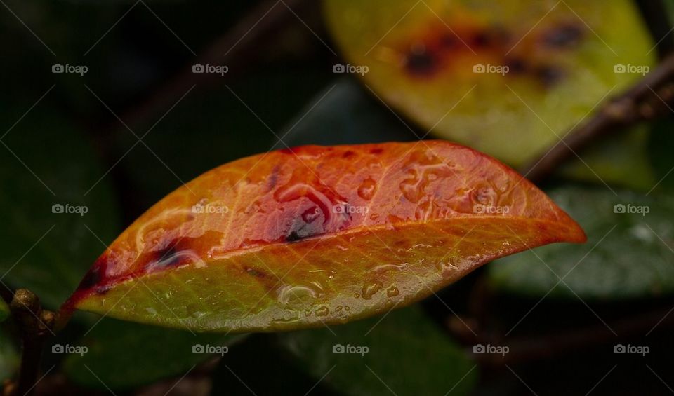 Autumn Leaf after Rain  