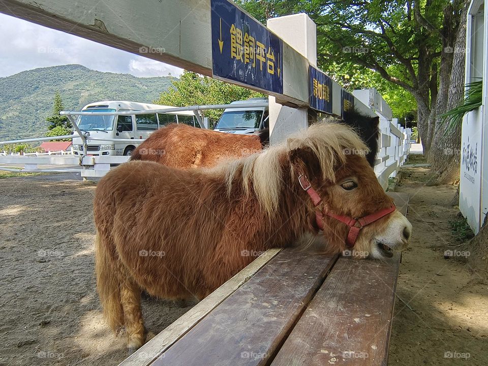 Miniature horses in Chulu Ranch