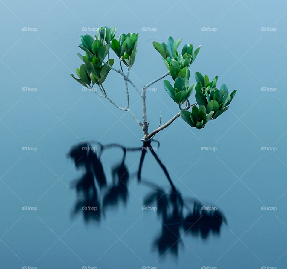 Mangrove plants survives in a pond