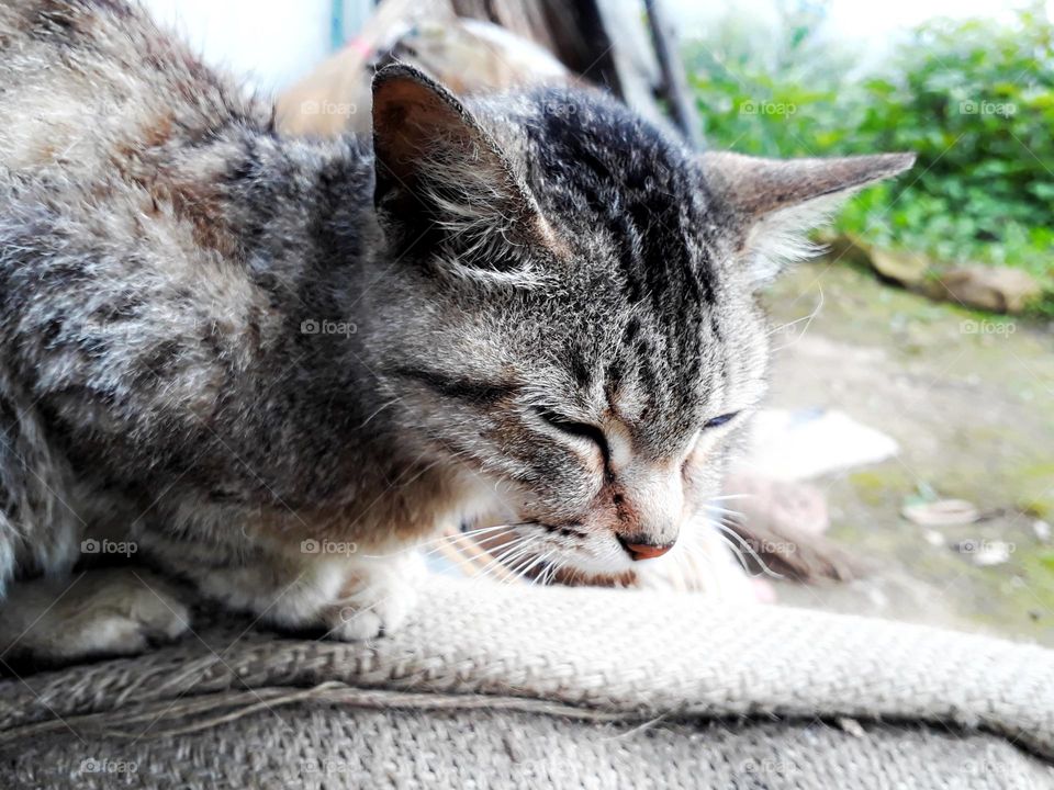 Beautiful cat relaxing