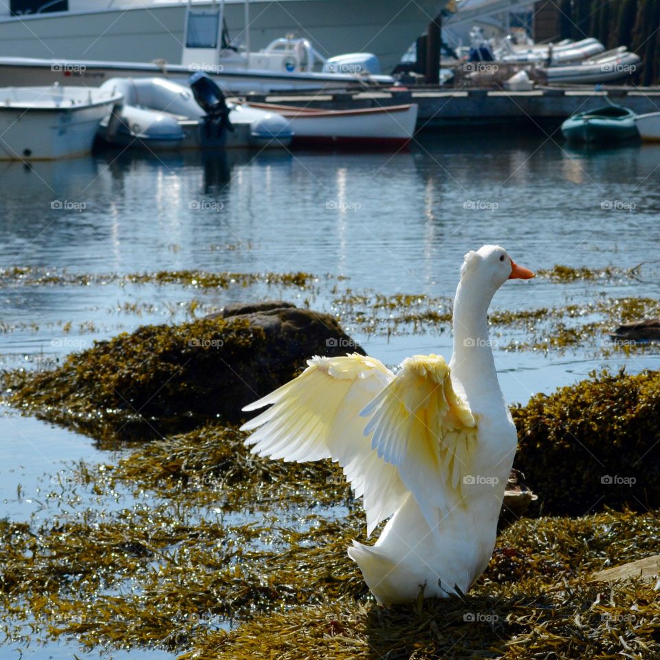 White goose flapping his wings to dry them on a mound of seaweed in Camden Harbor, Camden Me.