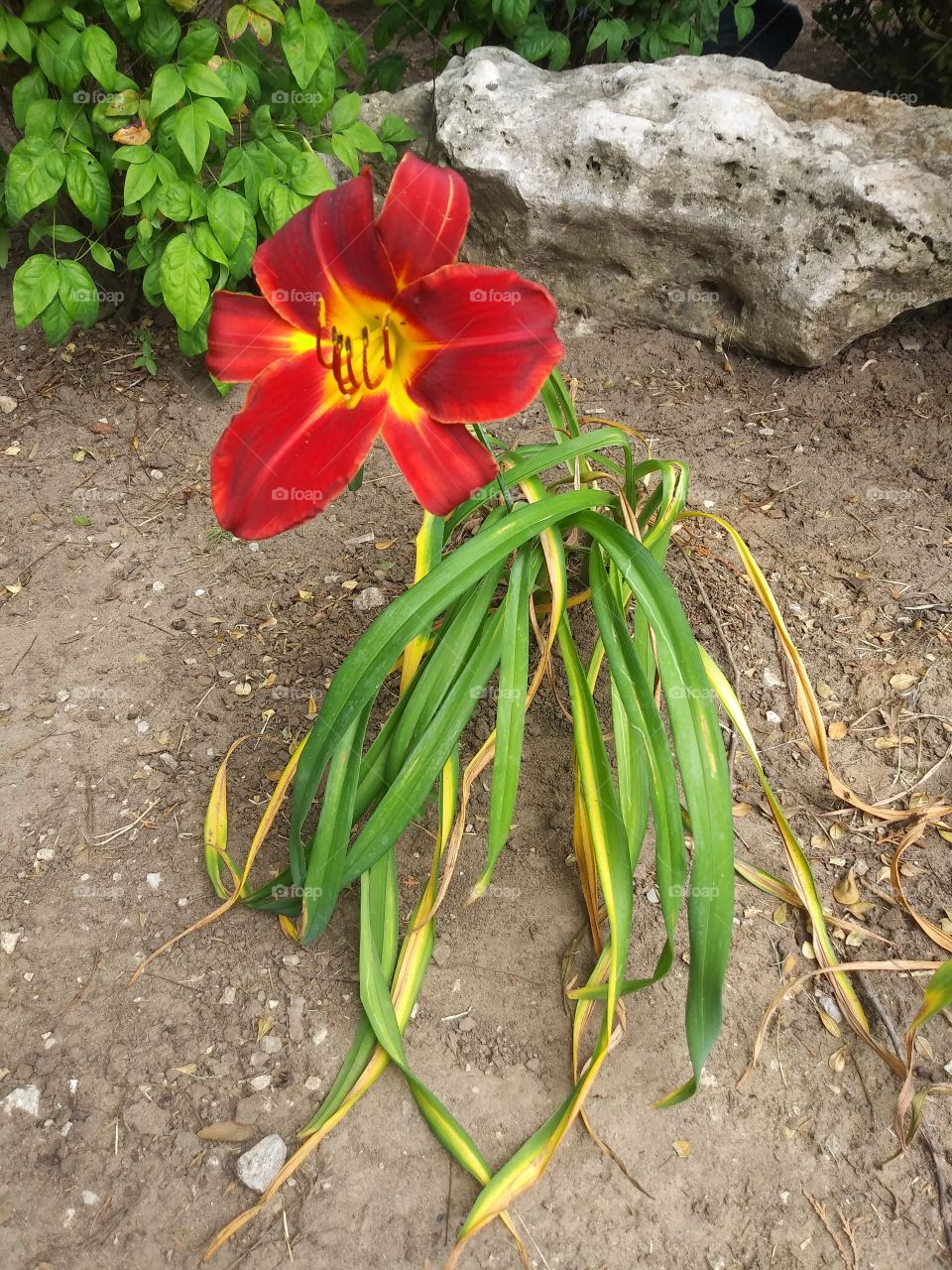 fire lily