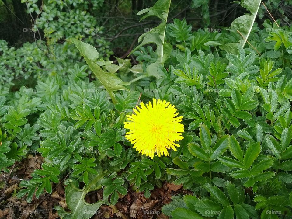 Diente de León