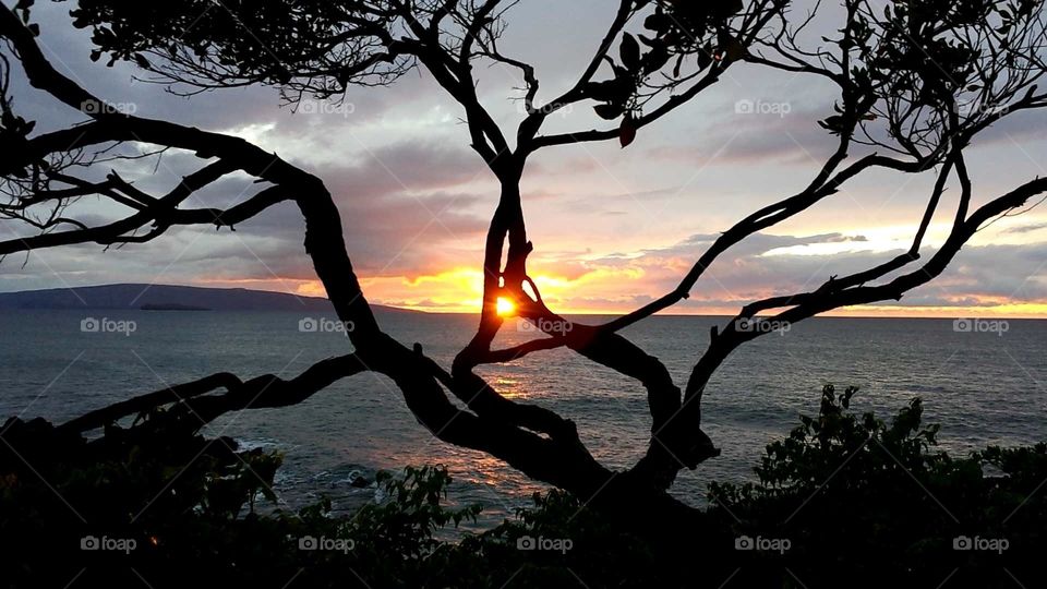 Sunset through tree. This is a sunset on Hawaii through a tree