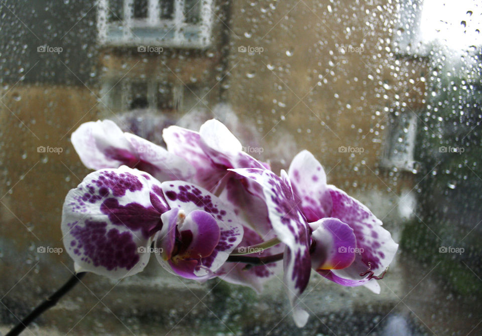Orchid flower in my home, raining outside 2