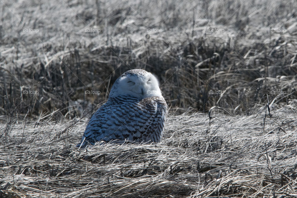 Snowy owl along the Jersey Shore. 