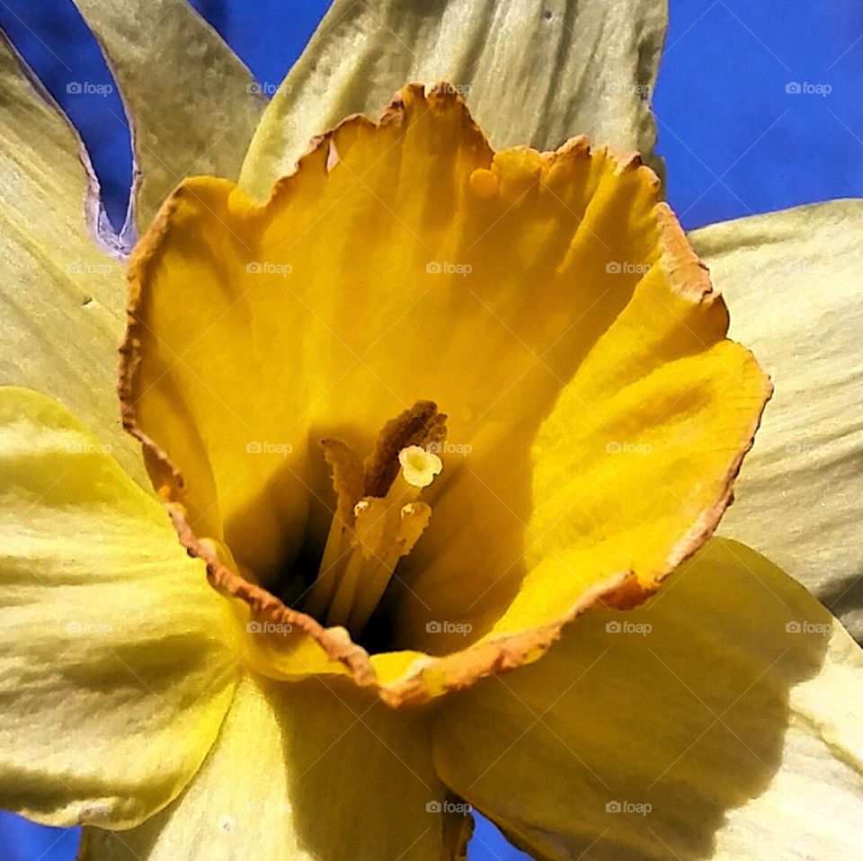 Daffodil closeup