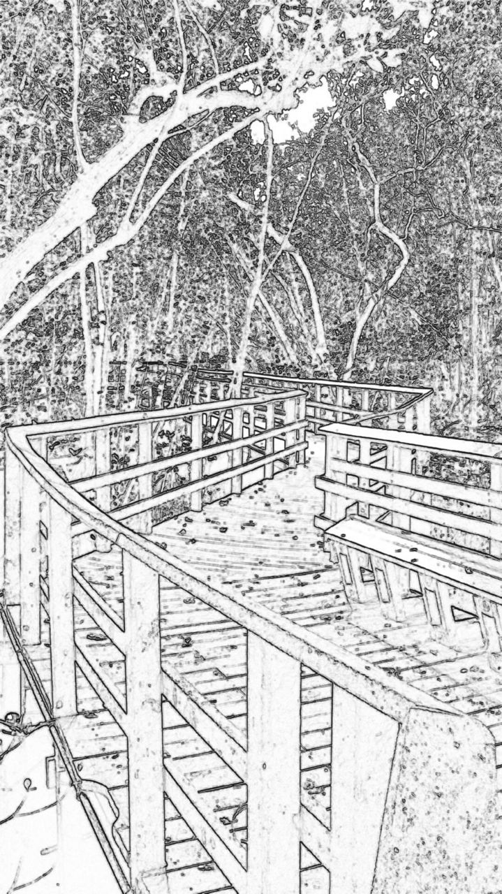 sketch of a boardwalk through the wetlands