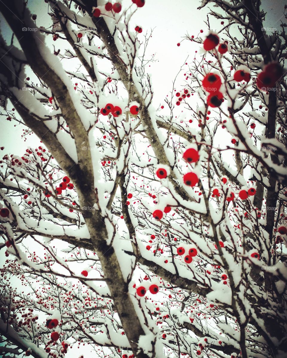 berry tree