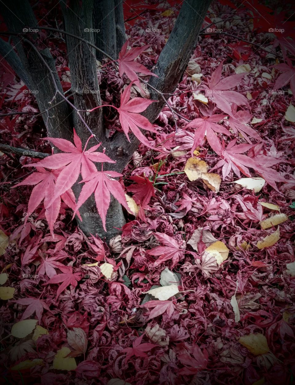 Leaf, Fall, Season, Flora, Nature