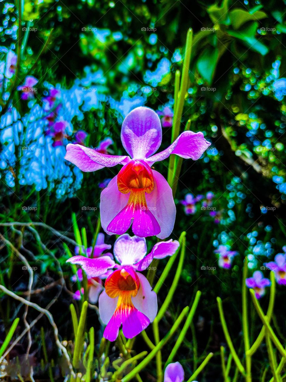 This picture of parrot flower looks very beautiful.  I took this flower photo at the park.