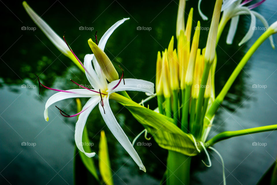 White Bloom