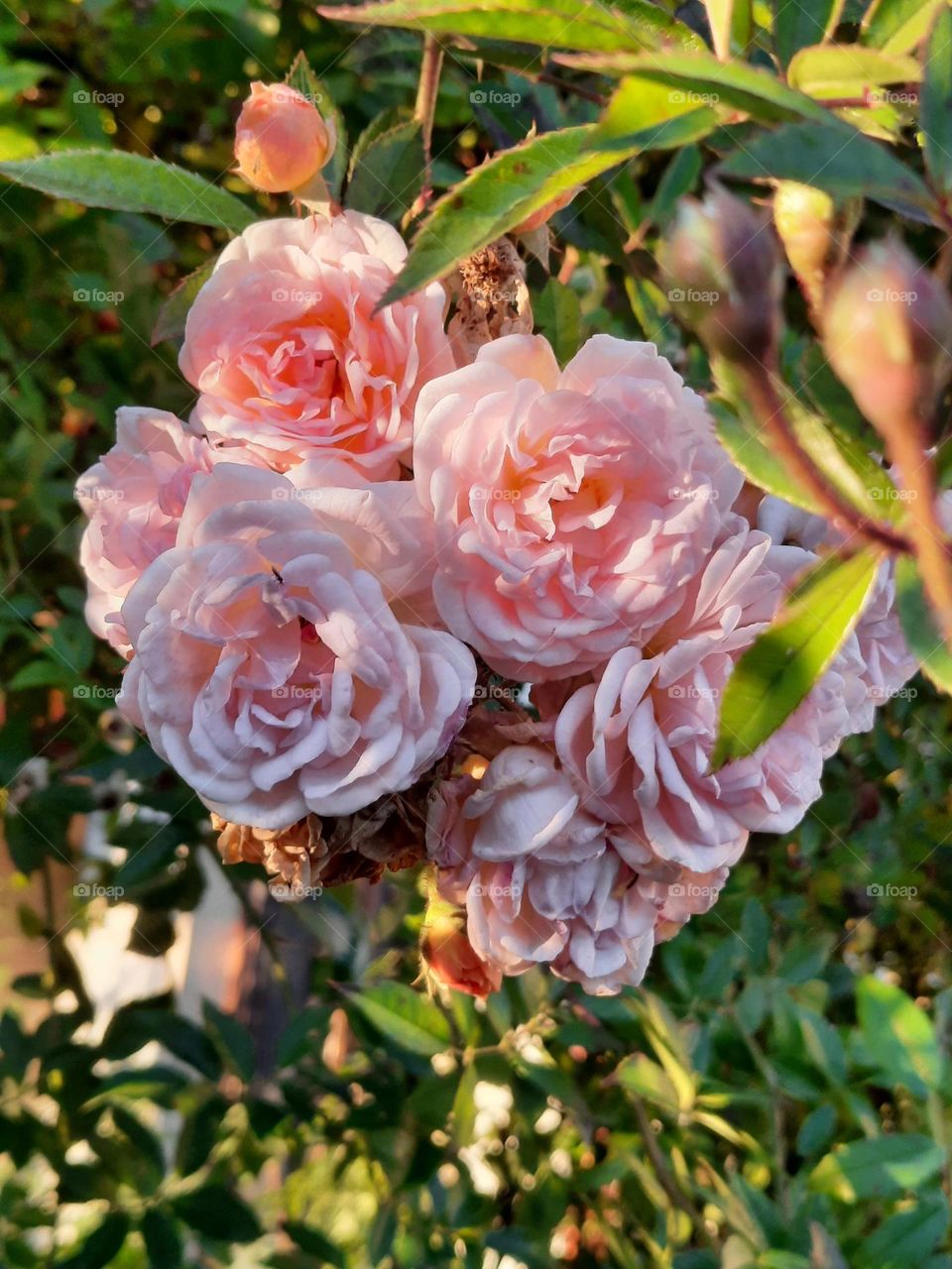 pink roses in sunset light