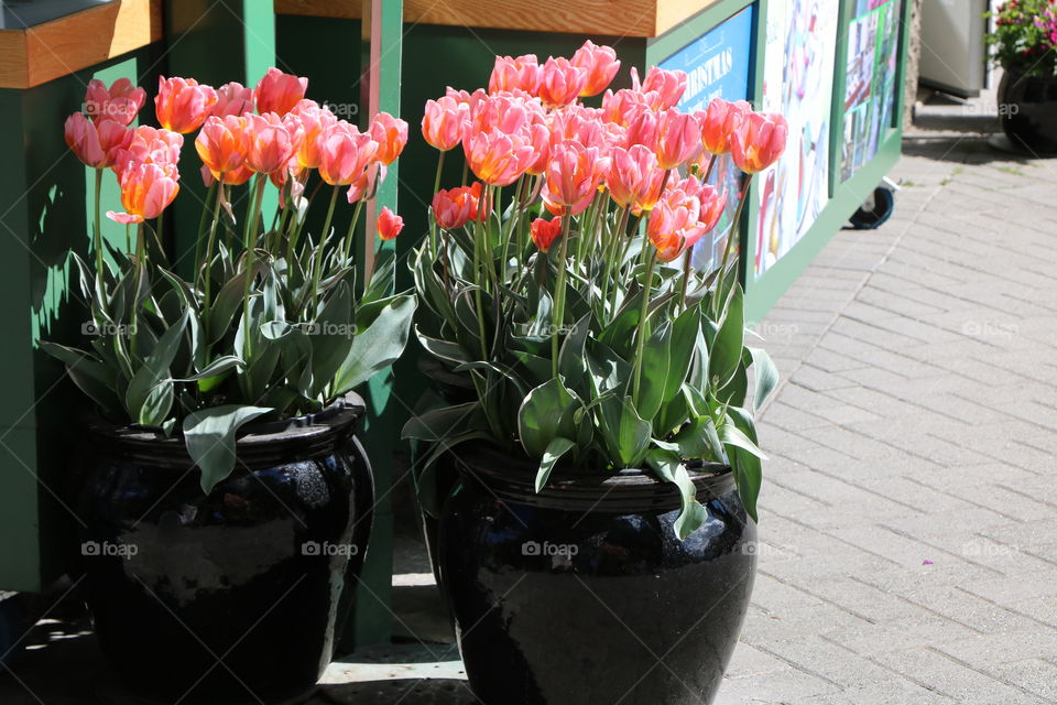 Potted tulips 