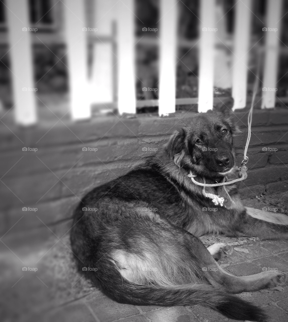 white fence grey dog by stevehardley7