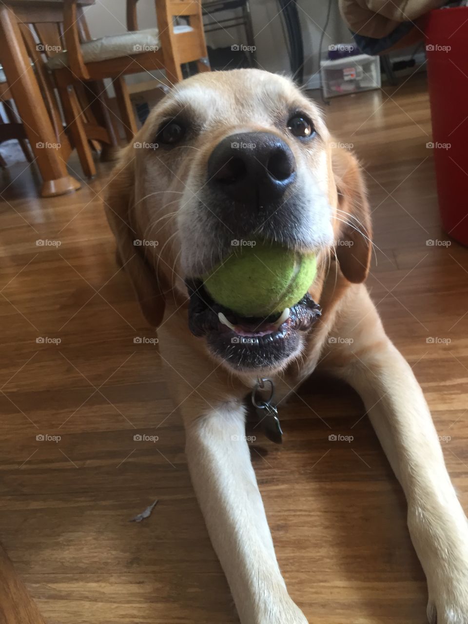 Dogs & Tennis. Playful Labrador Retriever