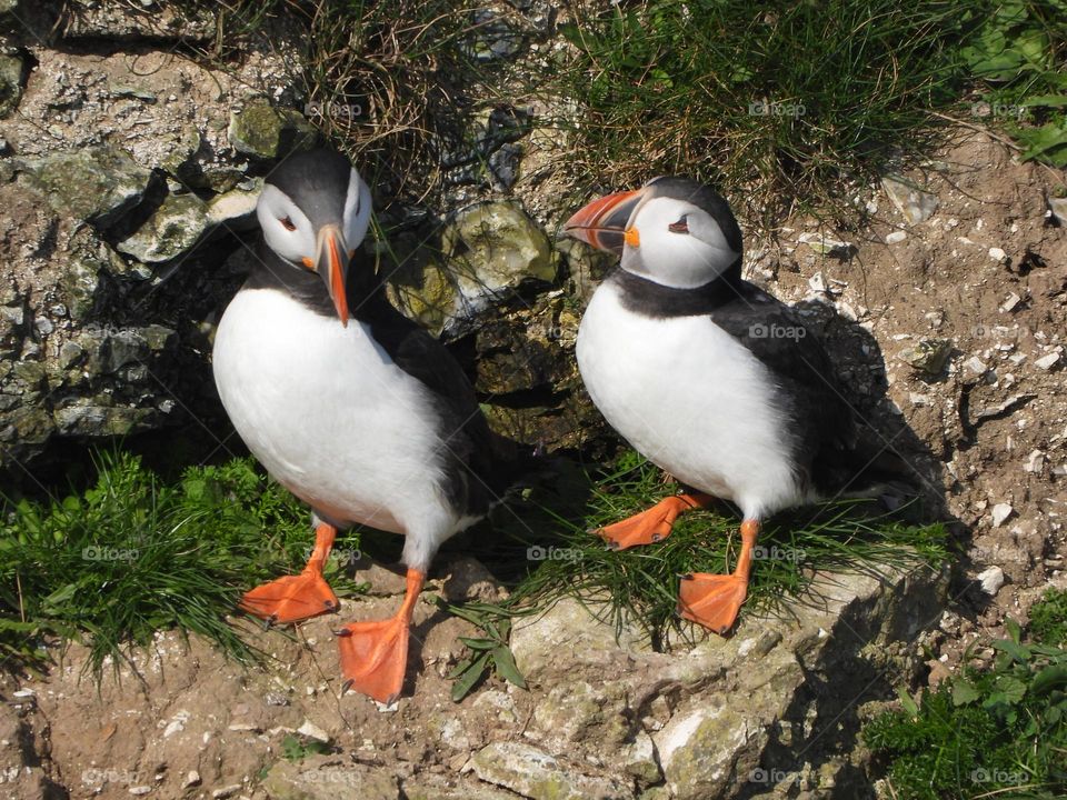 A pair of puffins on a cliff