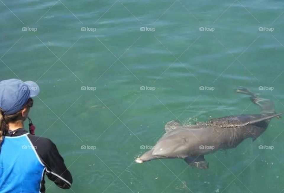 Dolphins in Cancun, Mexico