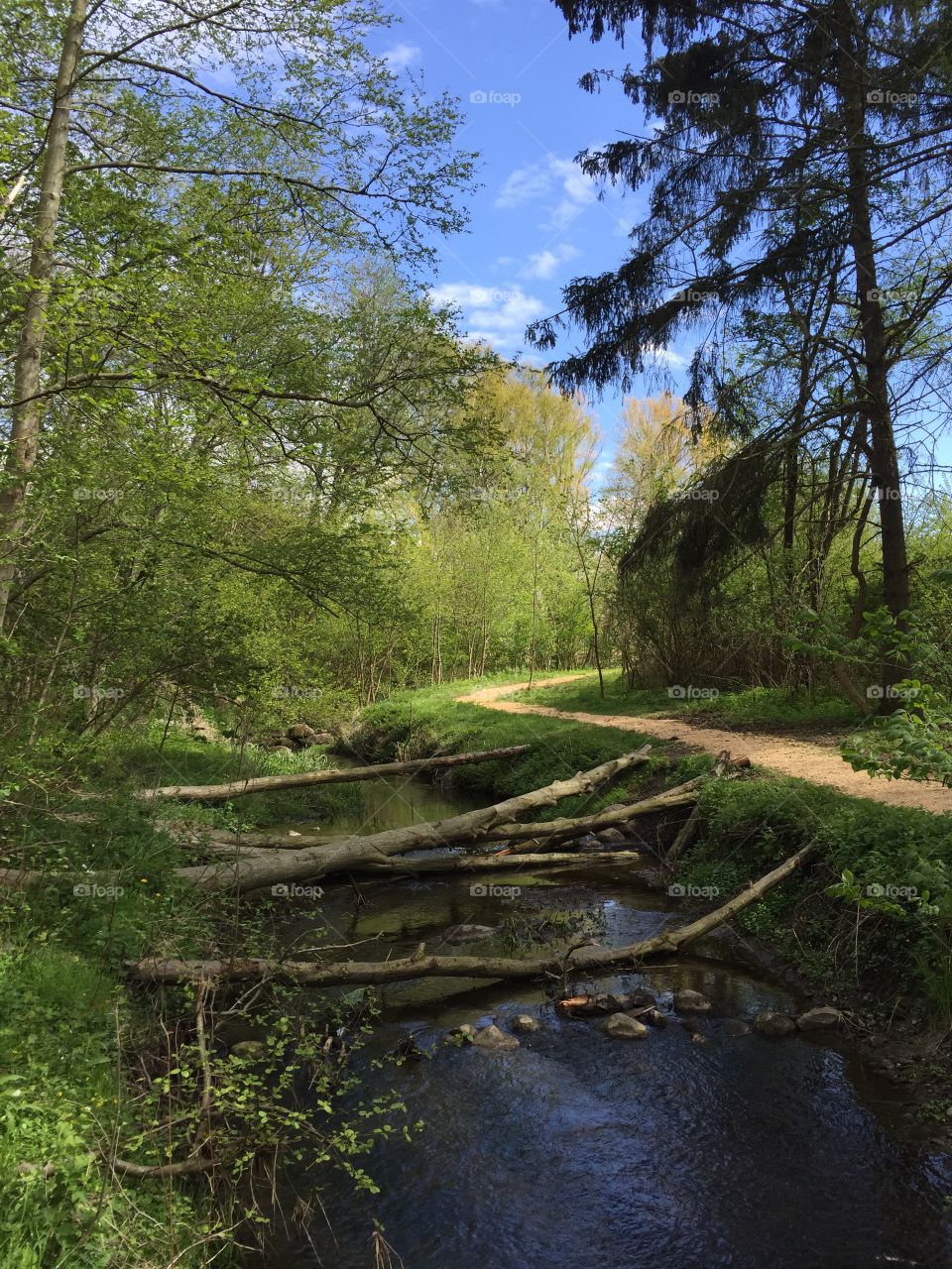 Skogen. Vandringsled