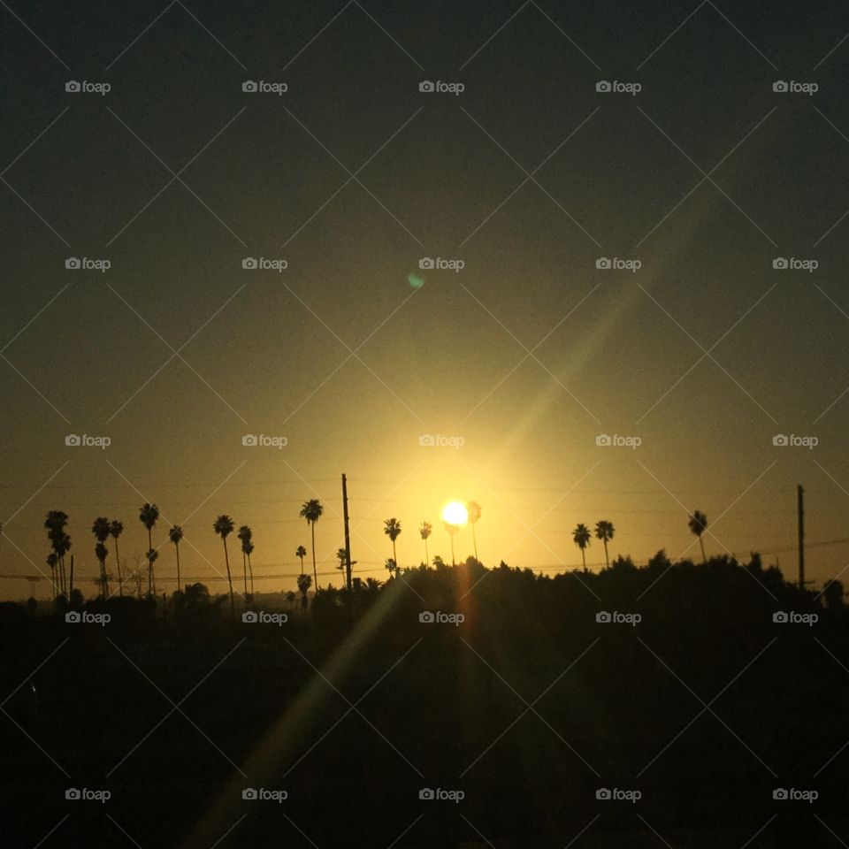 California, palms, sunset