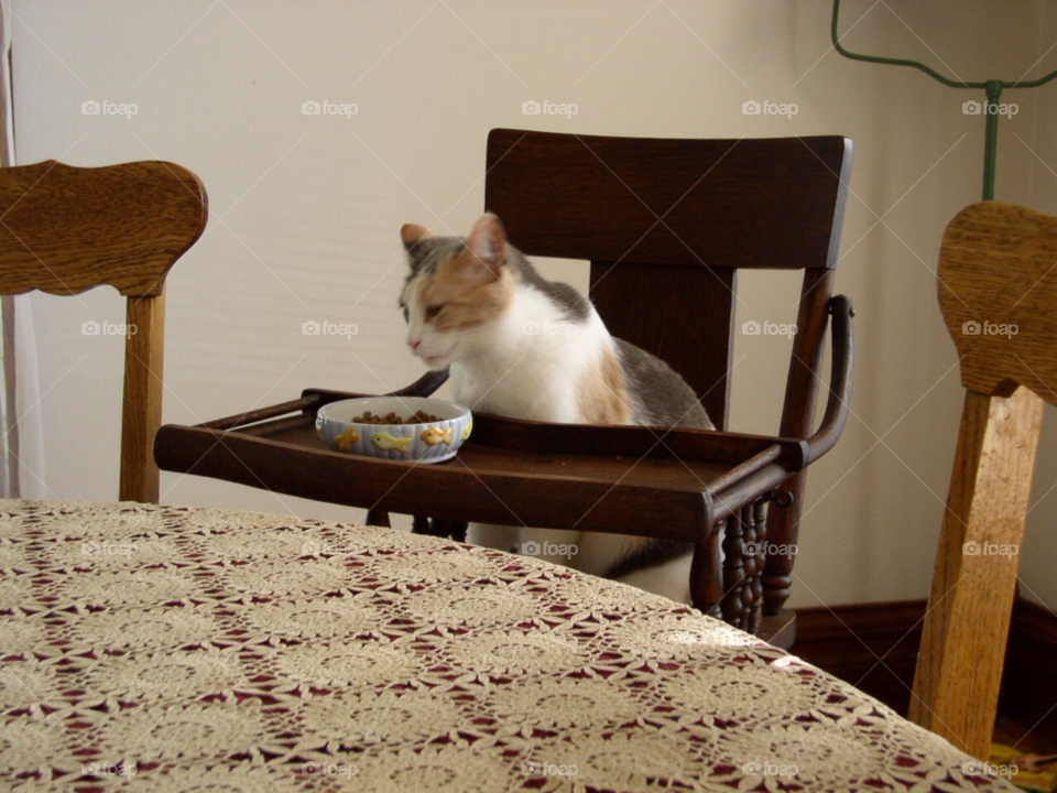 Cat in high chair