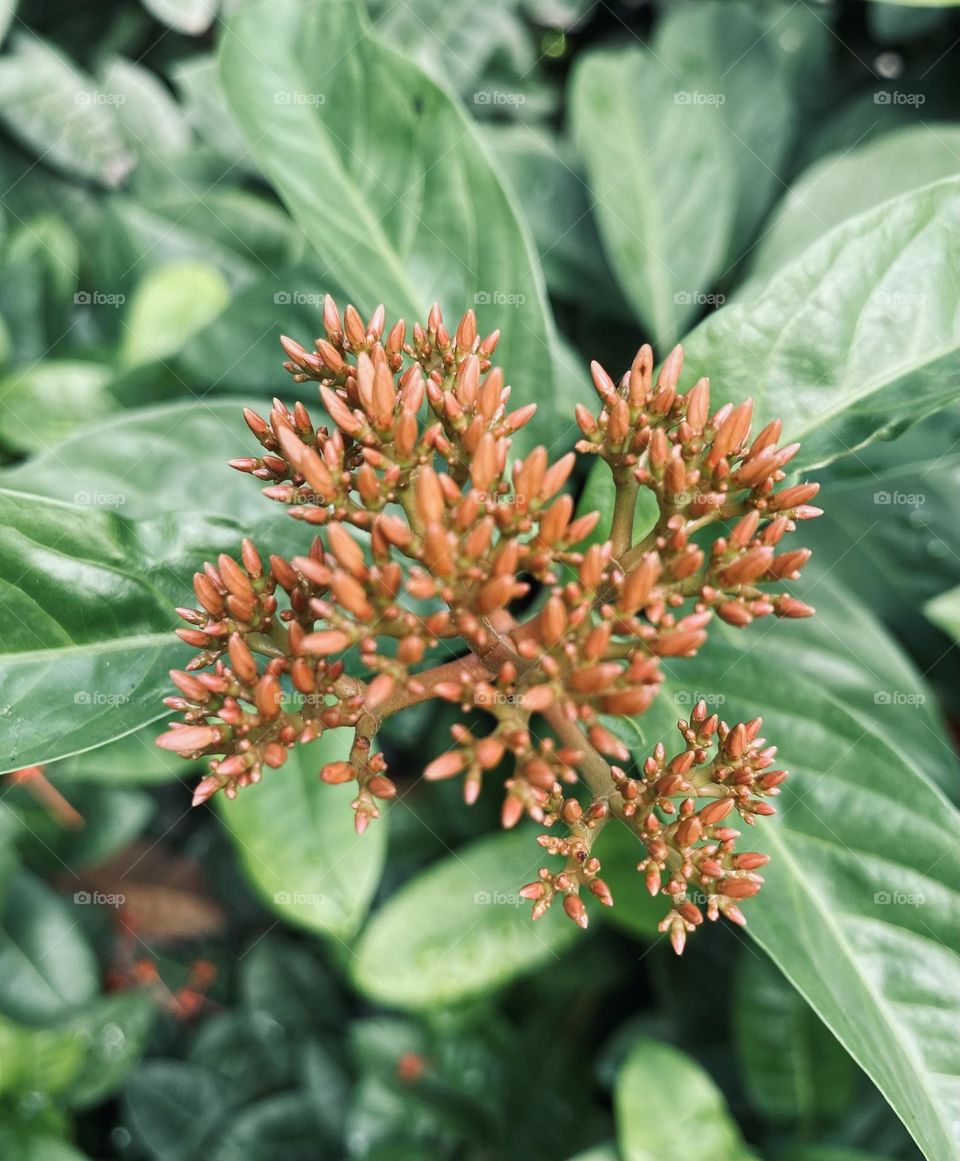 Ixora chinensis, commonly known as Chinese ixora, is a species of plant of the genus Ixora.