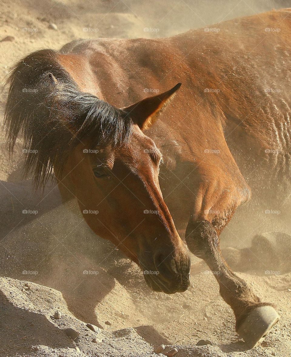 Wild Horse Rolling in Dust