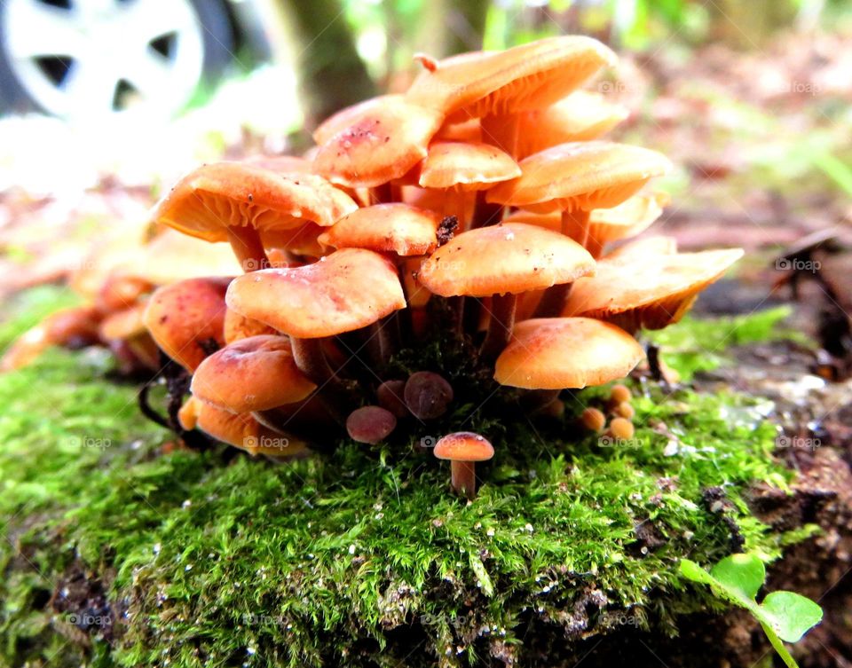 winter mushrooms