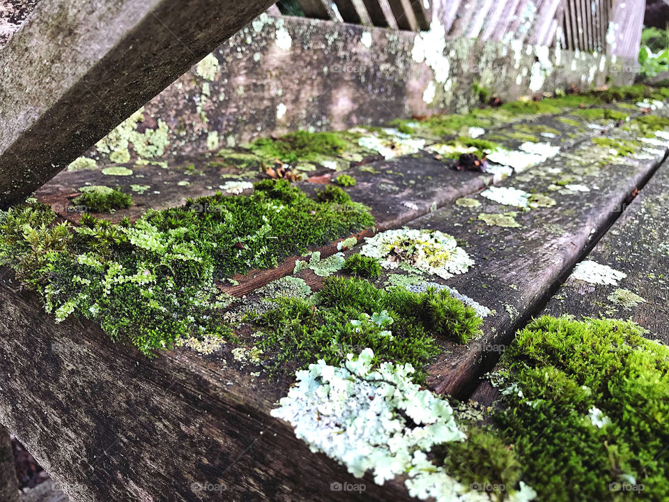 Moss on a wooden bench 