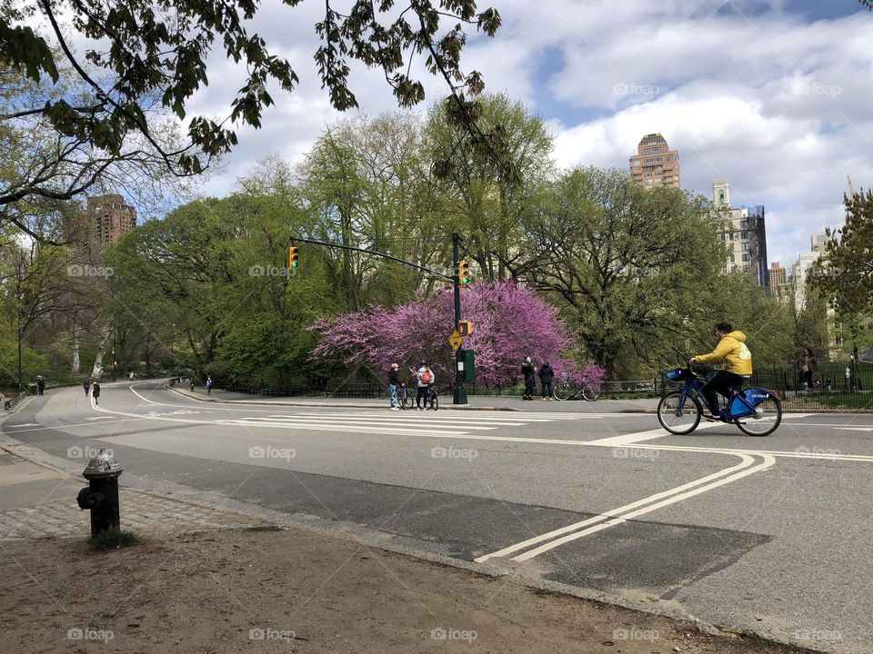 Central Park