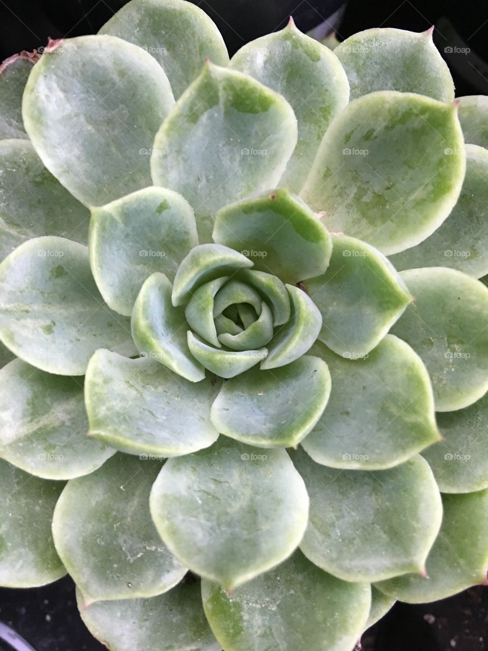 Succulent 