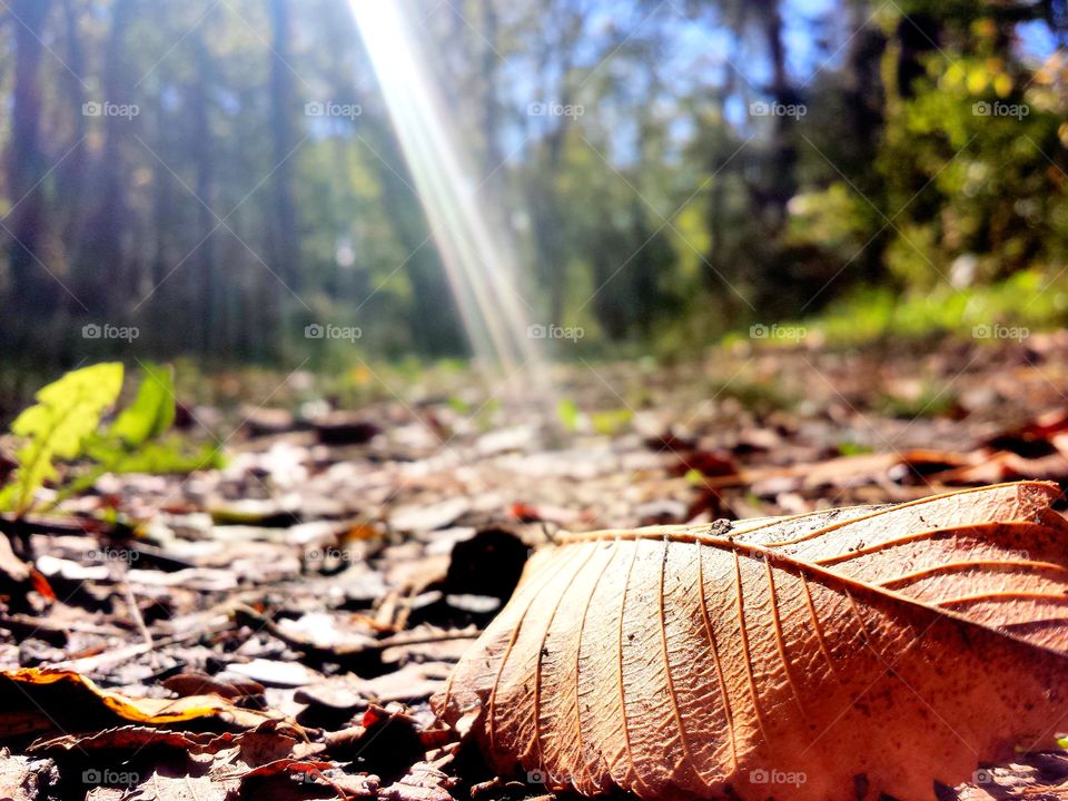 Fallen Leaf