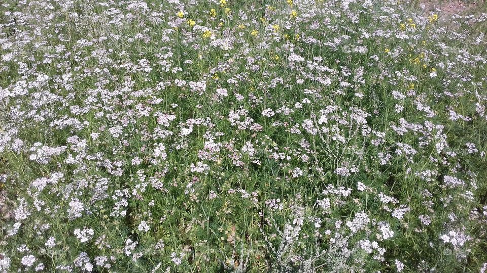 white flower