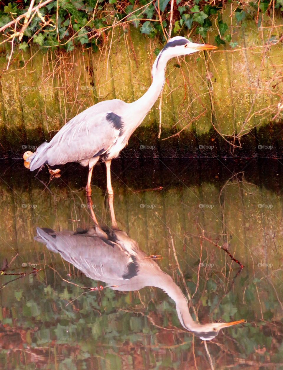 majestic heron fishing