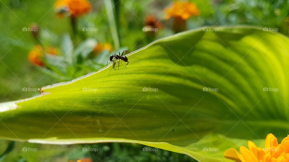 an Ant on the leaf edge