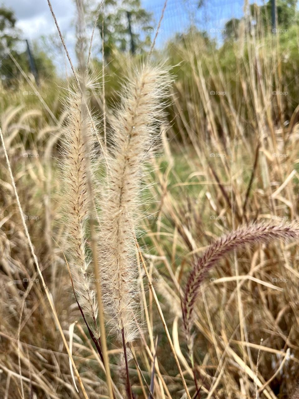 Close-up of wild plants in a field