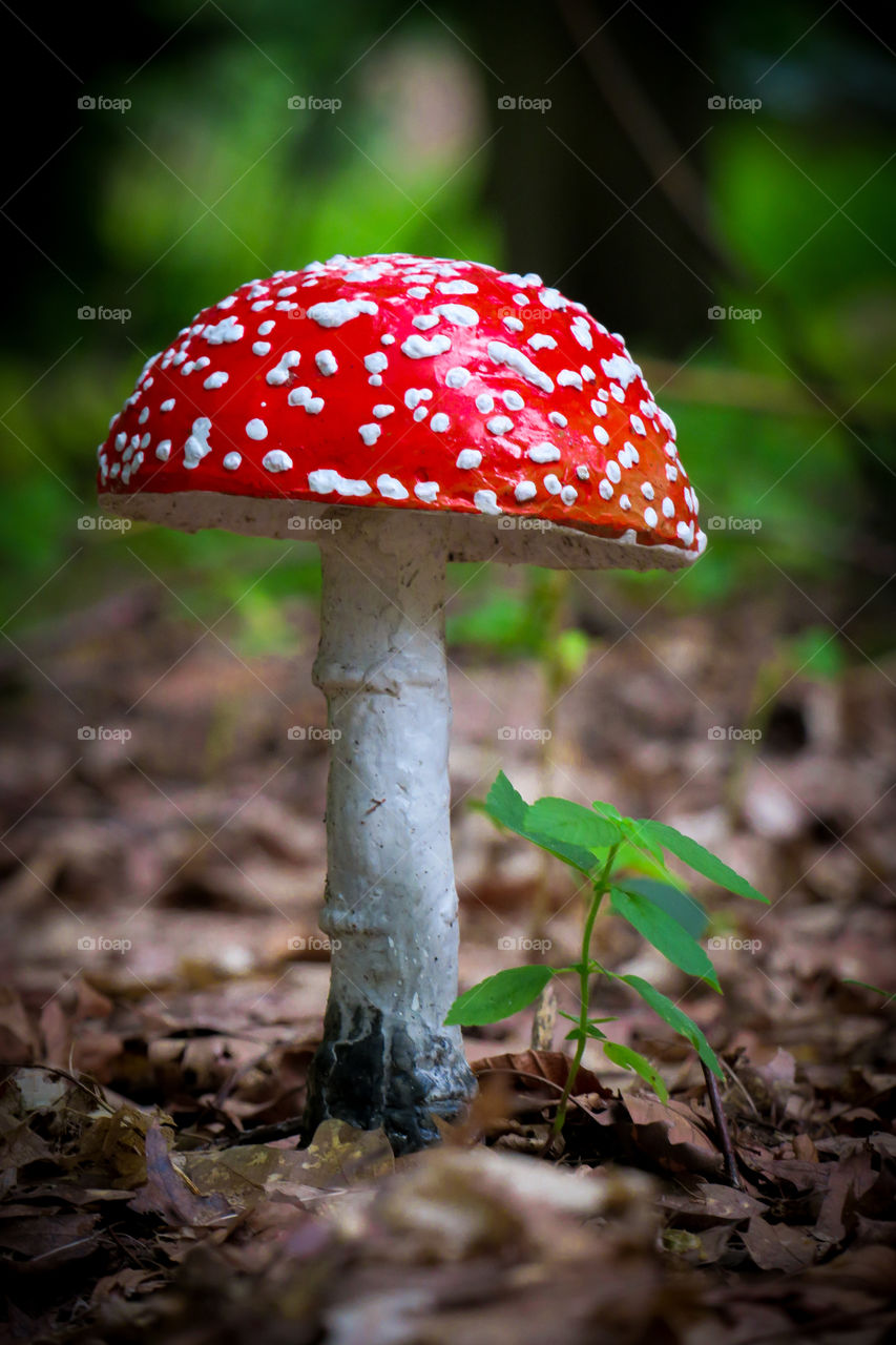 Fly agaric