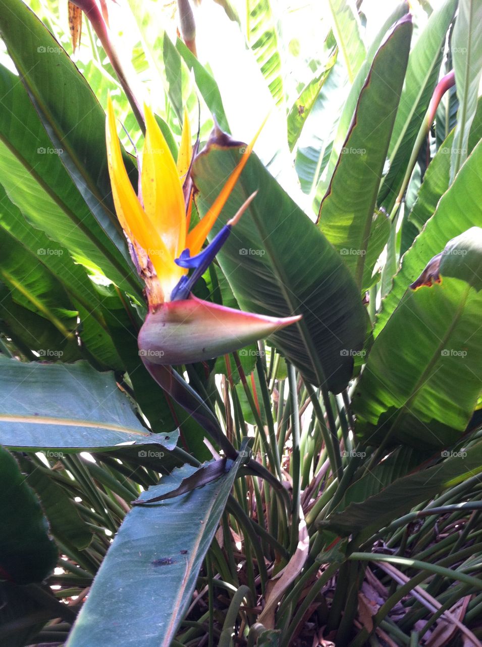 Even birds of paradise can squawk. 