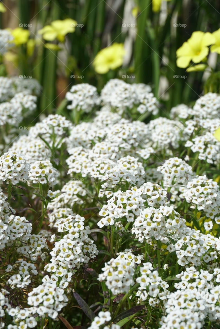 Lobularia Maritime (L) Desv.
Sweet Alison
Spring 
California Flowers