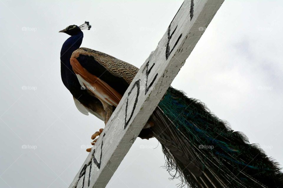 Peacock