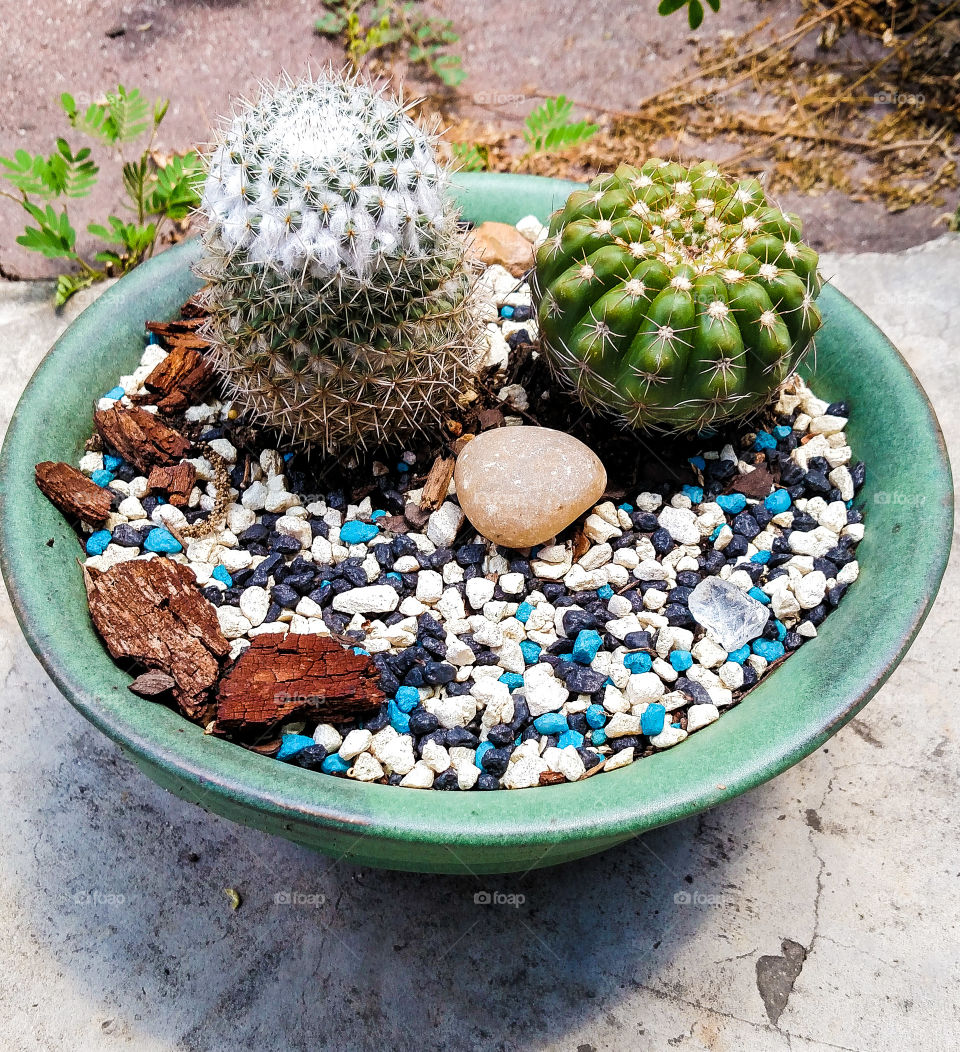 Cactus