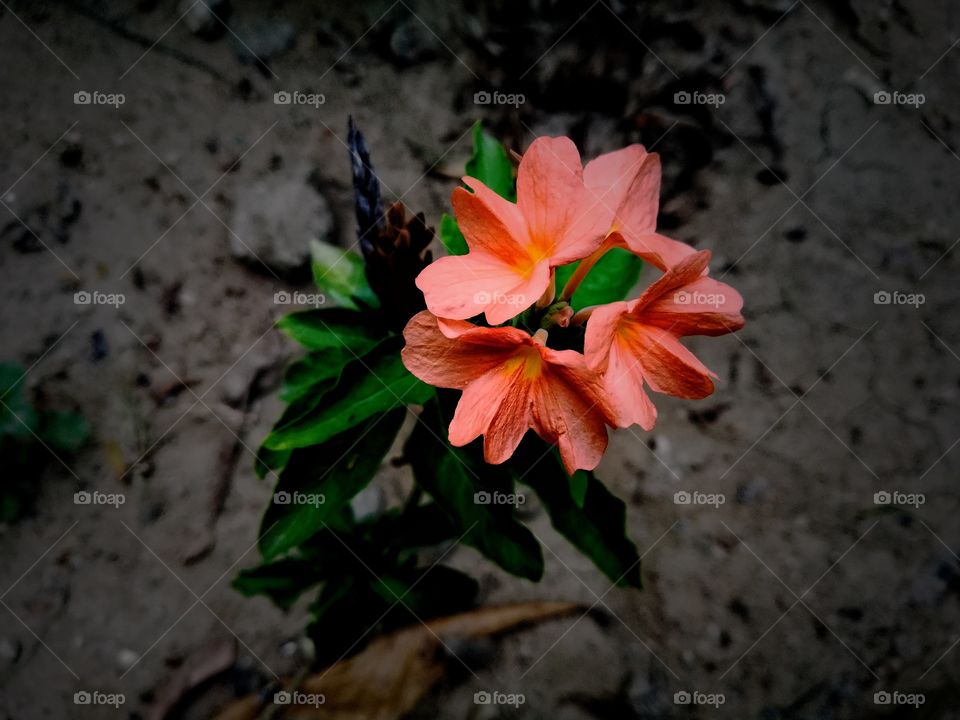 blooming orange