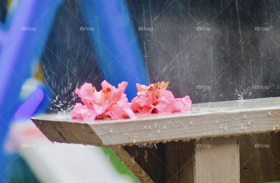 Camelias in the Rain